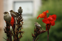 Dueños de las flores