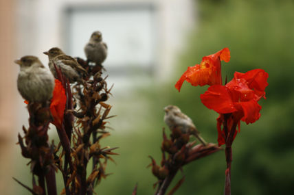 Dueños de las flores