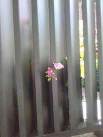 Libre!!