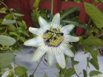 La flor de la pasión