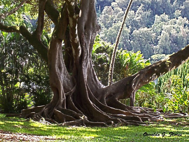 Roots of life Naturaleza Color (Digital)