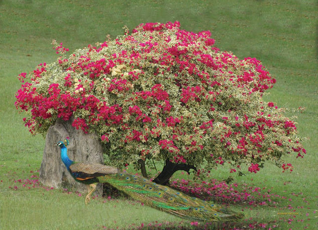 PAVO REAL Y TRINITARIA. 