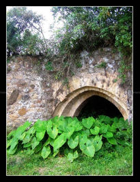 Horno y Plantas