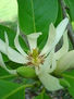 flor champa