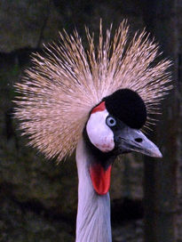 Grulla coronada