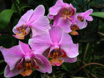 Orquideas