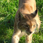 Animales thumbnail 1