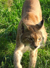 Lince europeo