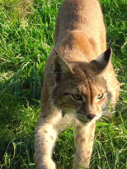 Lince europeo Nature Color (Digital)