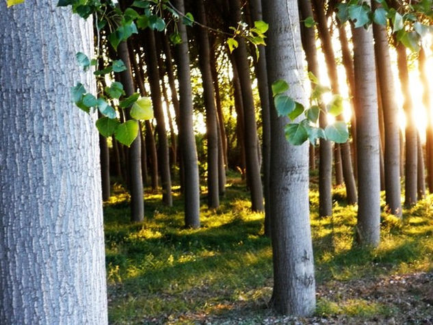 Tarde en el bosque 