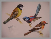Pajaros