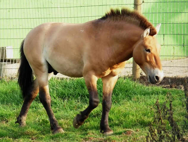 Caballo de Przewalsky 