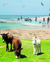 PLAYA BORRICA.