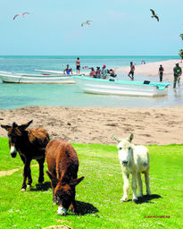 Playa borrica.