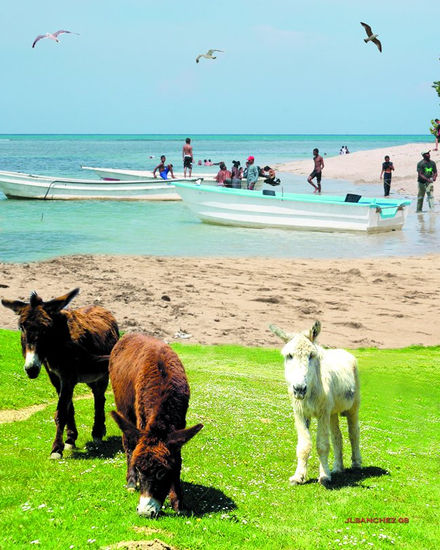 PLAYA BORRICA. 