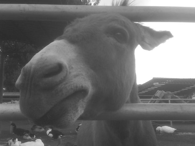 BURRO POSANDO