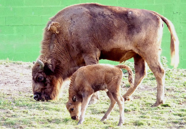 Bisonte europeo 