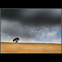 Arbol y Cigüeña