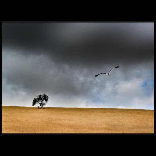 Arbol y Cigüeña 