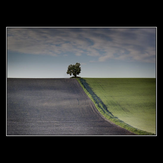 Sólo un Árbol 