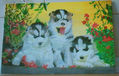 Cachorros siberianos.