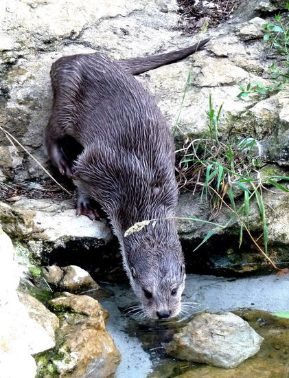 Nutria 