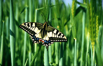 Mariposa