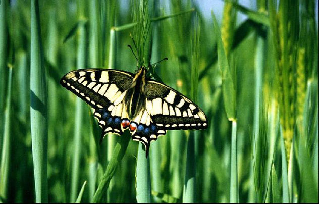 Mariposa