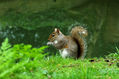 Ardilla/Squirrel