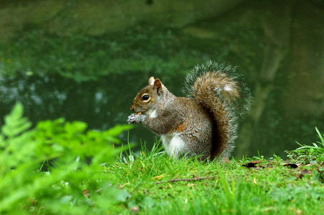 Ardilla/Squirrel