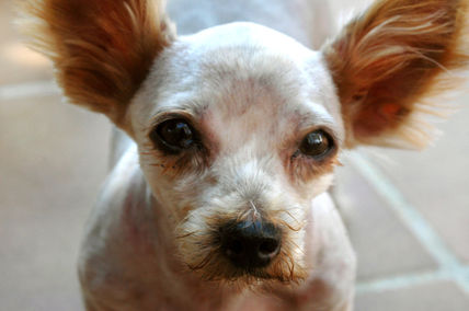 Chiqui