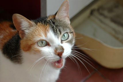 Gata Pepa