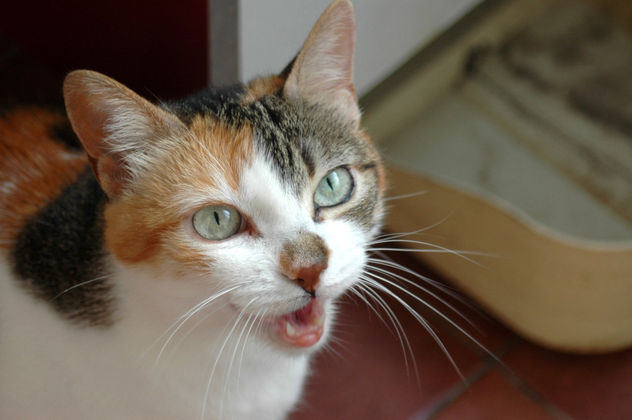 Gata Pepa