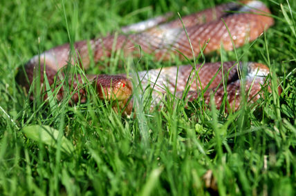 Snake/Serpiente
