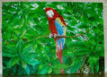 Arara en selva boliviana.