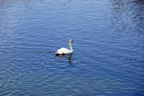 El cisne solitario