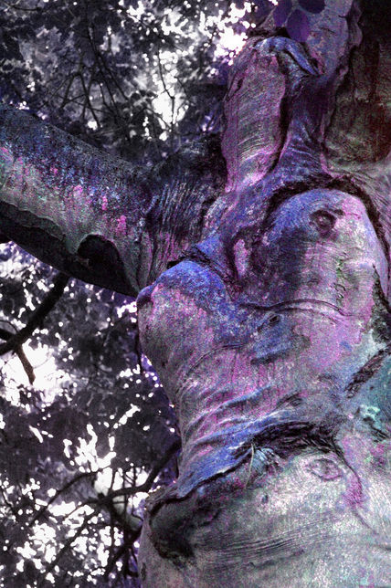 Lady Tree