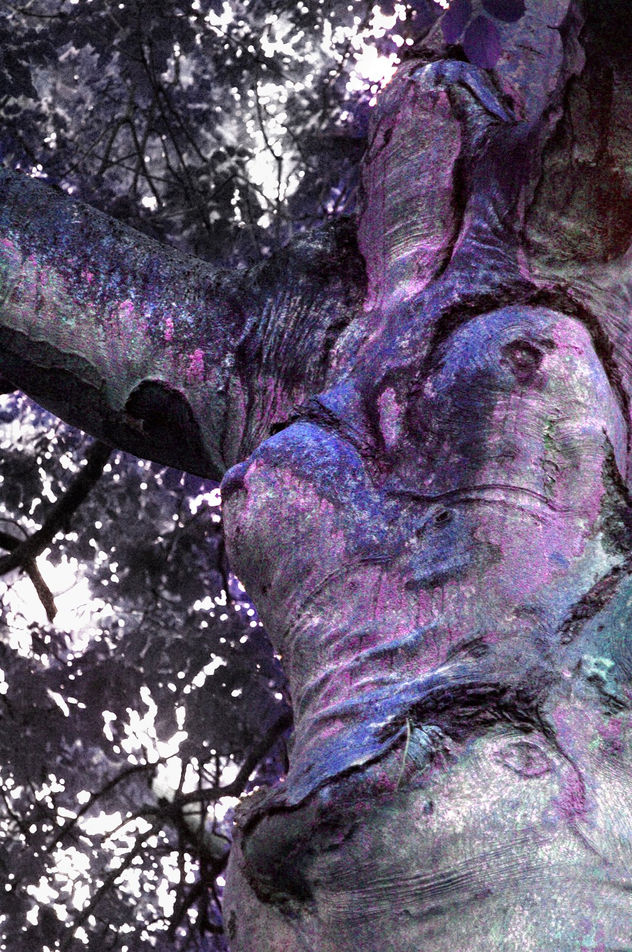 Lady Tree