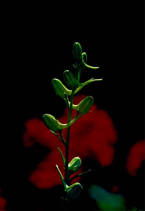 Injerto Reproductor de Espermatozoides Verdes. Fase experimental / Sperm Graft Green Player. Experimental phase