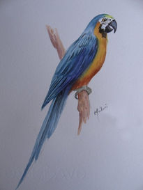 Ara ararauna