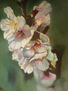 Las flores del almendro