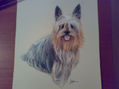 YORSKSHIRE TERRIER