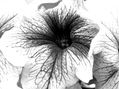 Flor