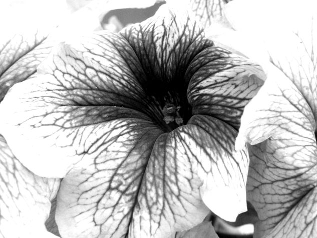 Flor 