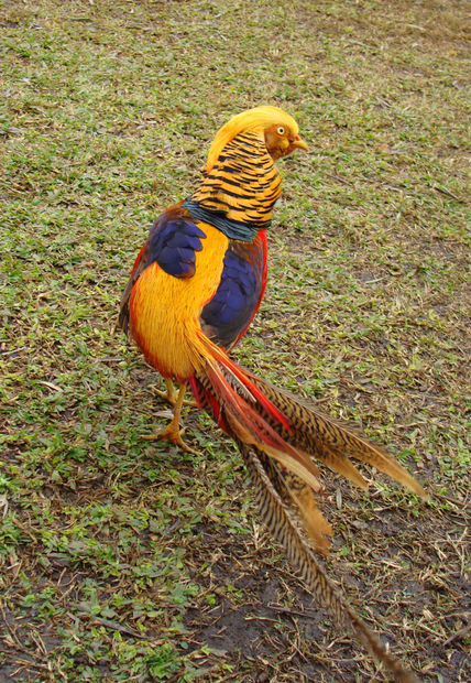Putito