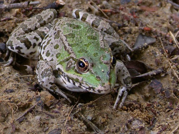 frog