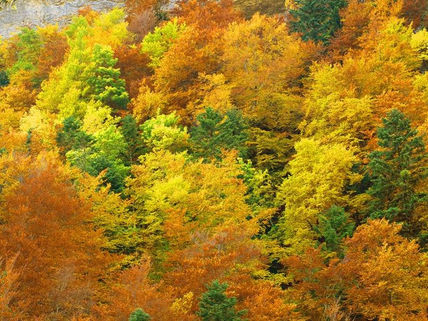 Bosque