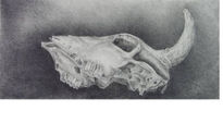 Calavera