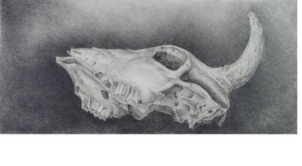 Calavera