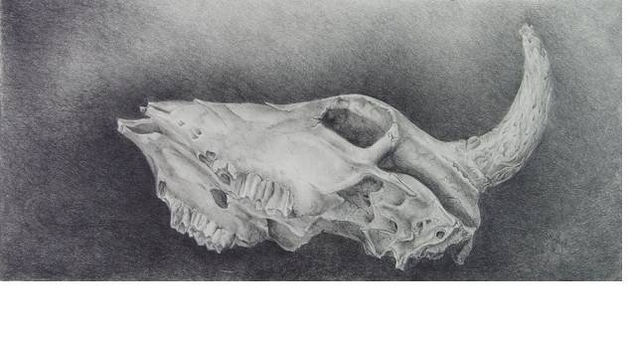 CALAVERA